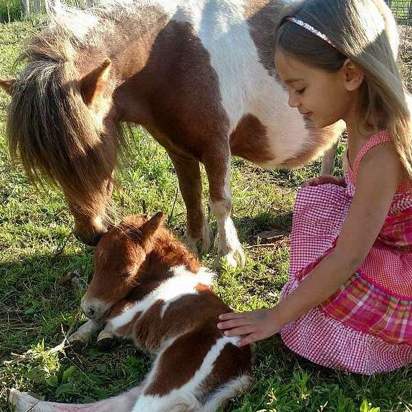 Miniature Therapy Horses