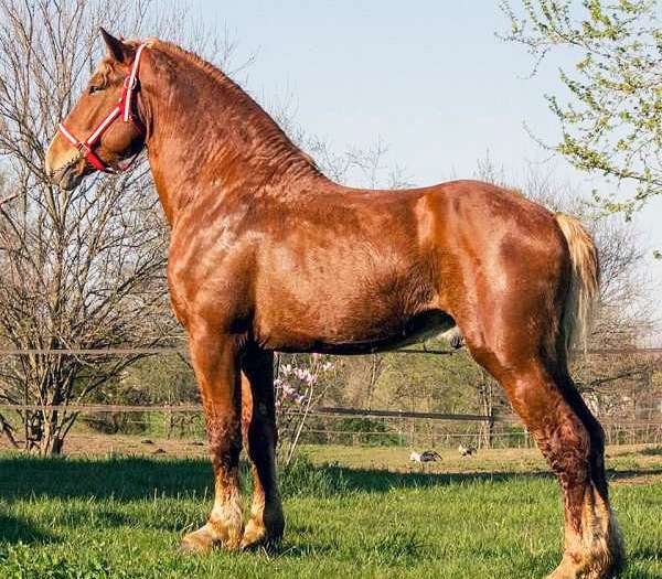 Belgian Horses For Sale,When Is Strawberry Season In Florida