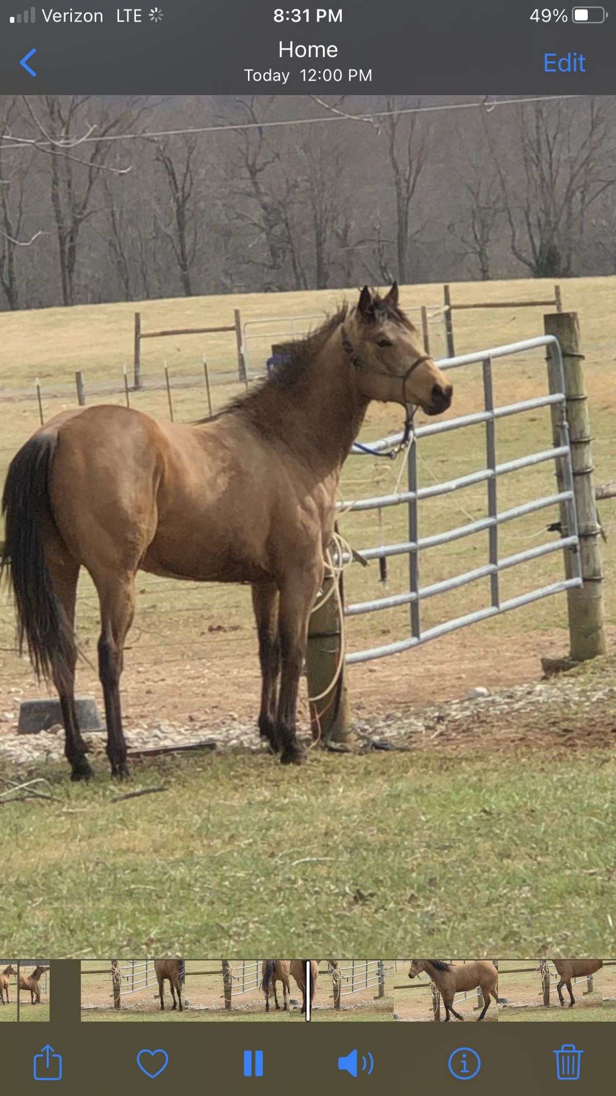 Joe looper paints and quarter horses on EquineNow