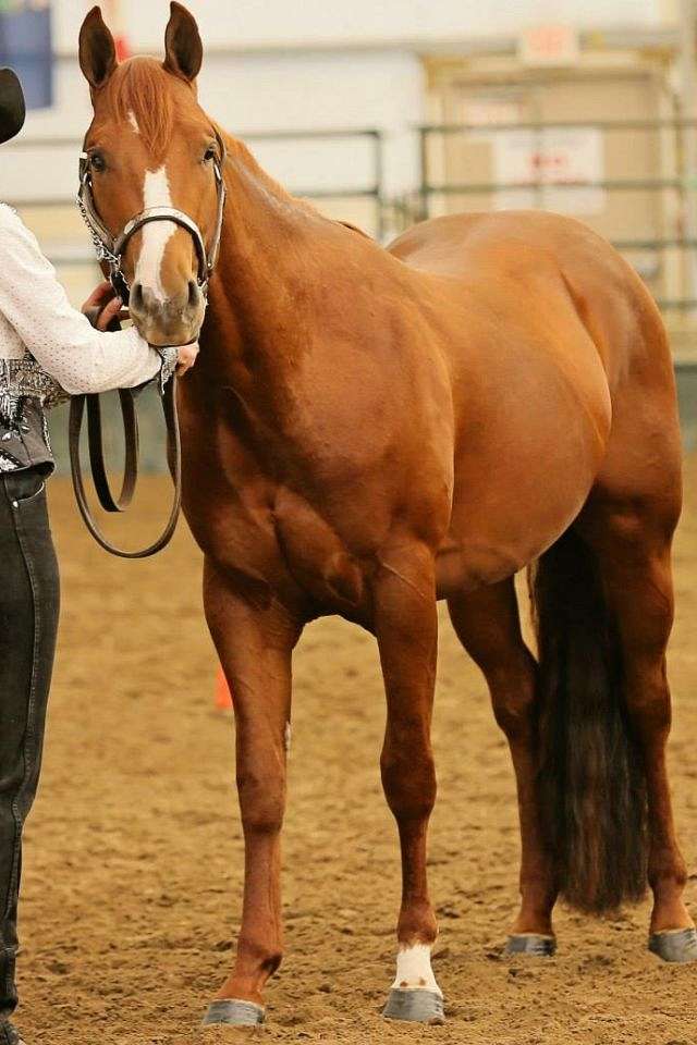 Kaliber Equine Services on EquineNow