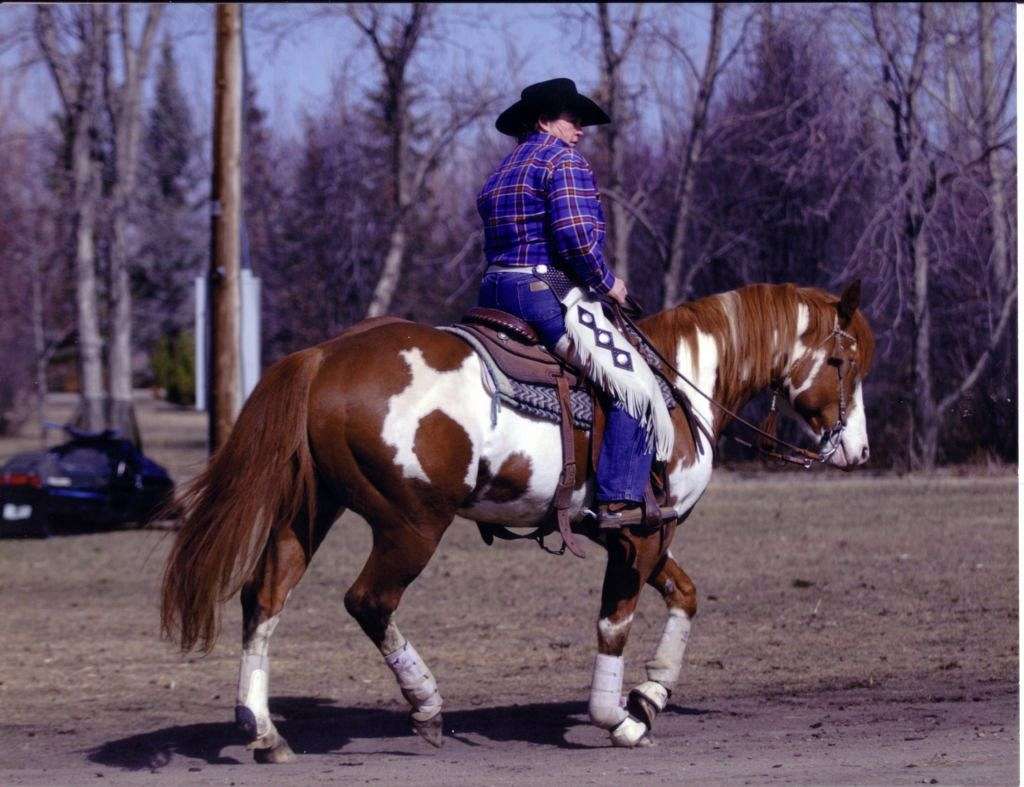 FITZPATRICK PAINTS AND QUARTER HORSES on EquineNow