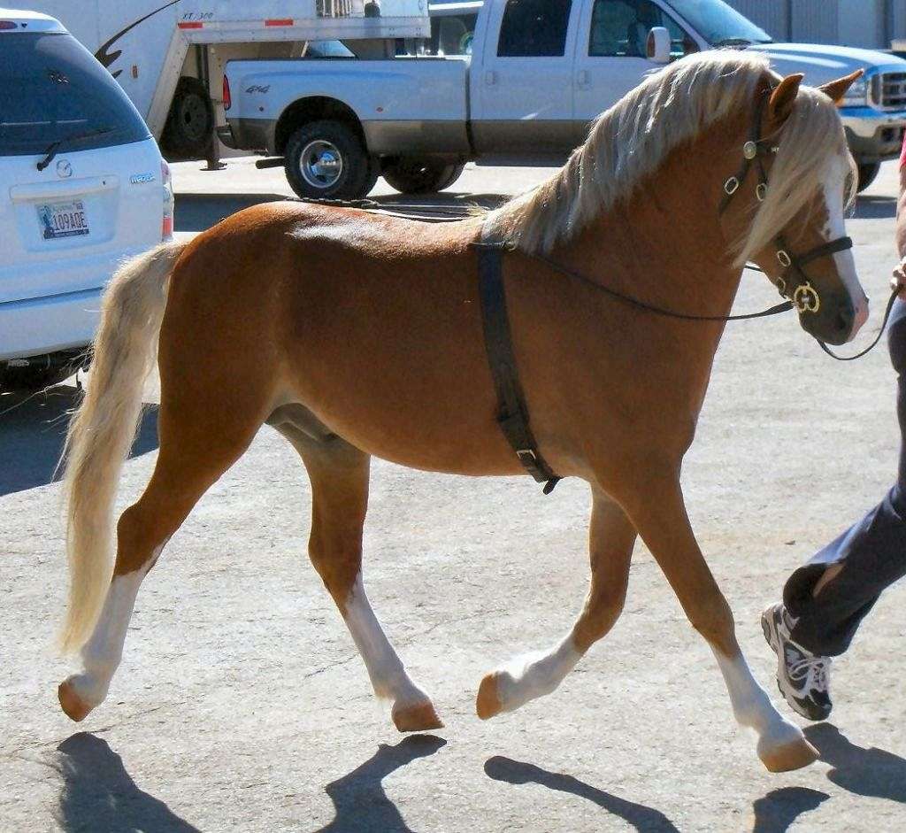 RiverBend Welsh Show Ponies on EquineNow
