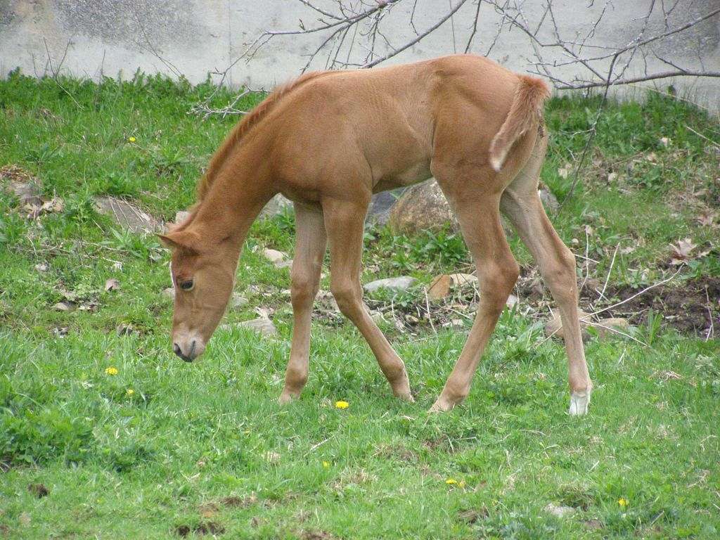 Albertson's Quarter Horse Farm on EquineNow