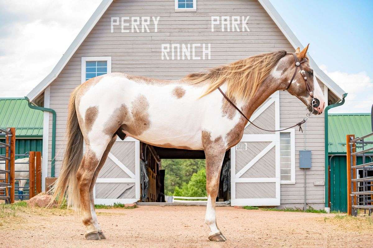Perry Park Ranch LLC on EquineNow