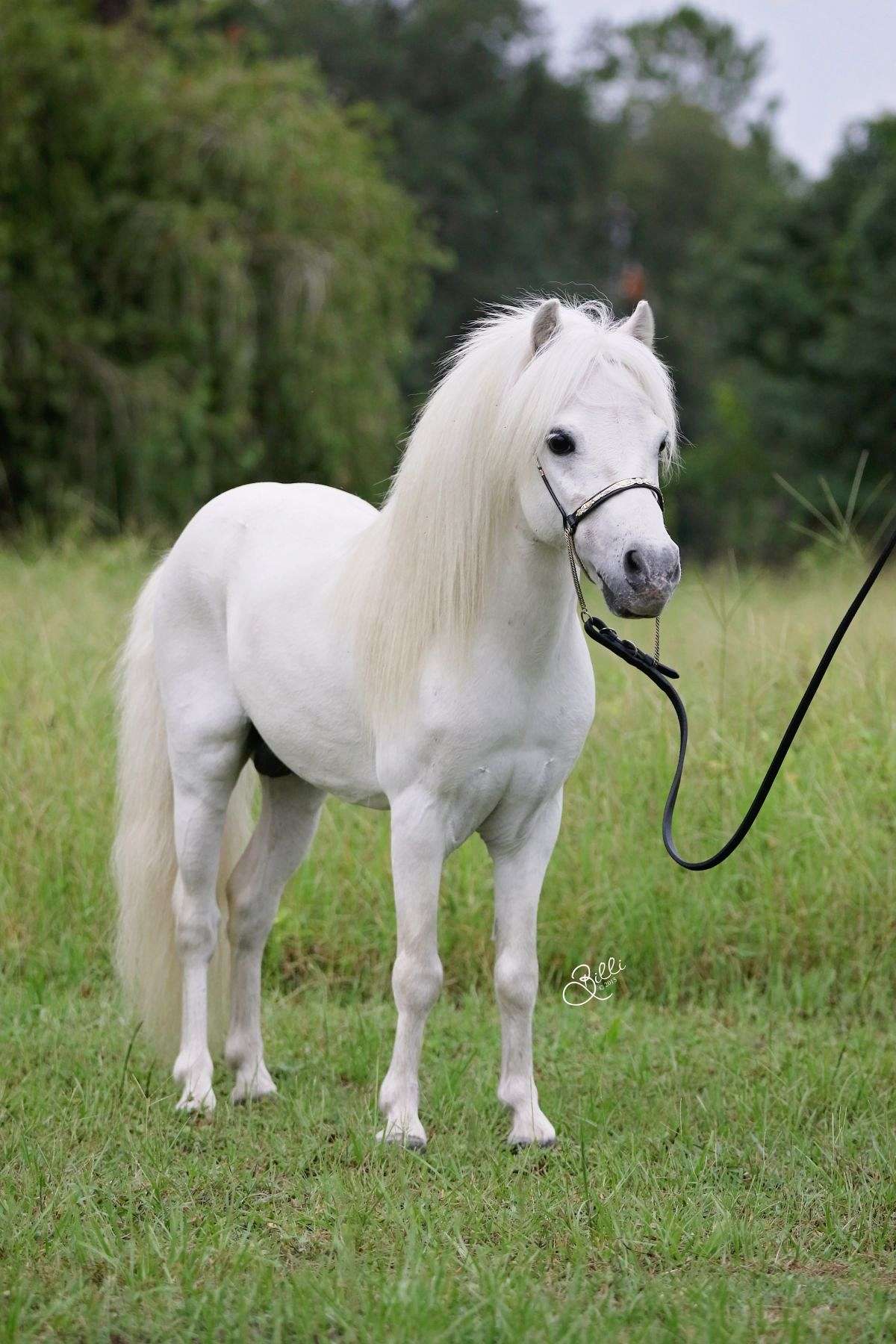 Arabiana Miniature Horses on EquineNow