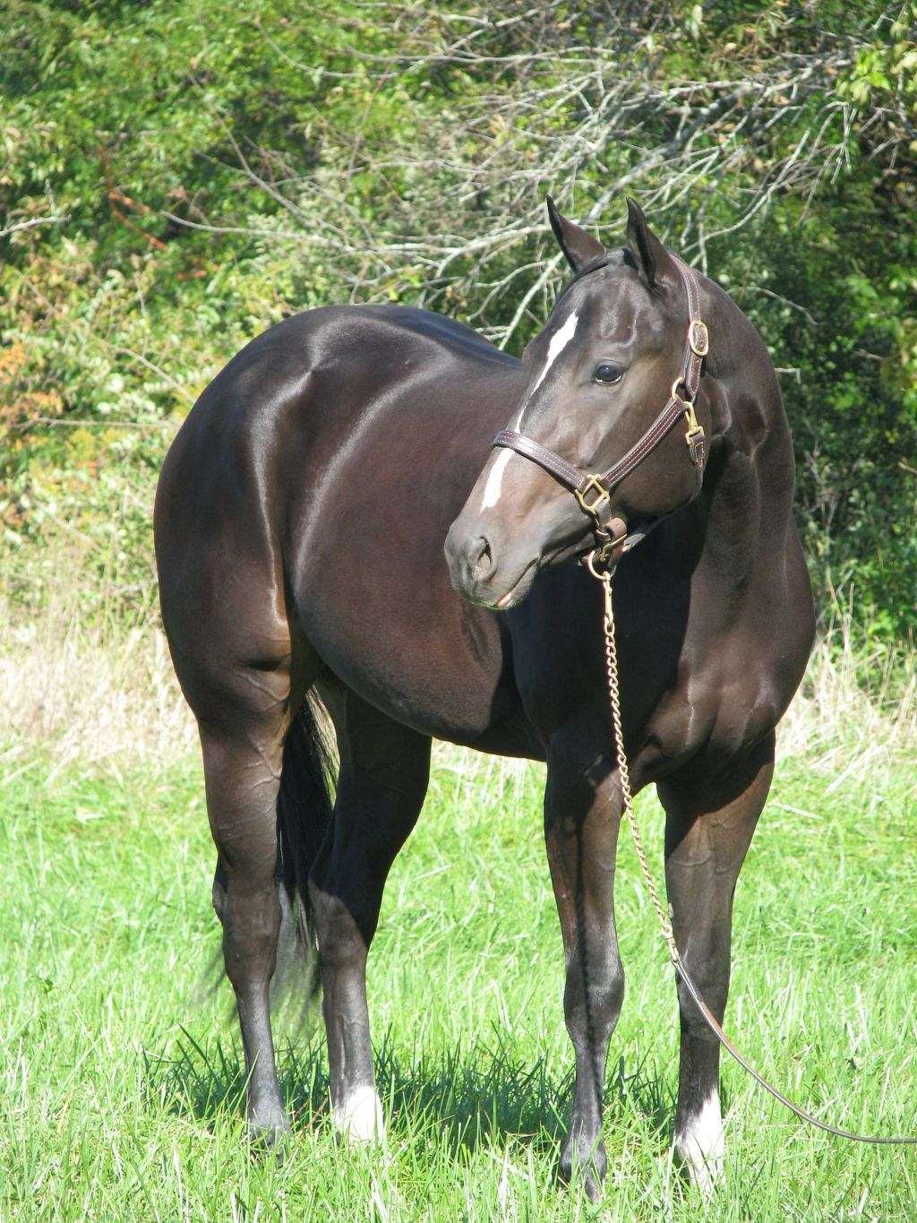 Let 'em Lope Performance Horses on EquineNow