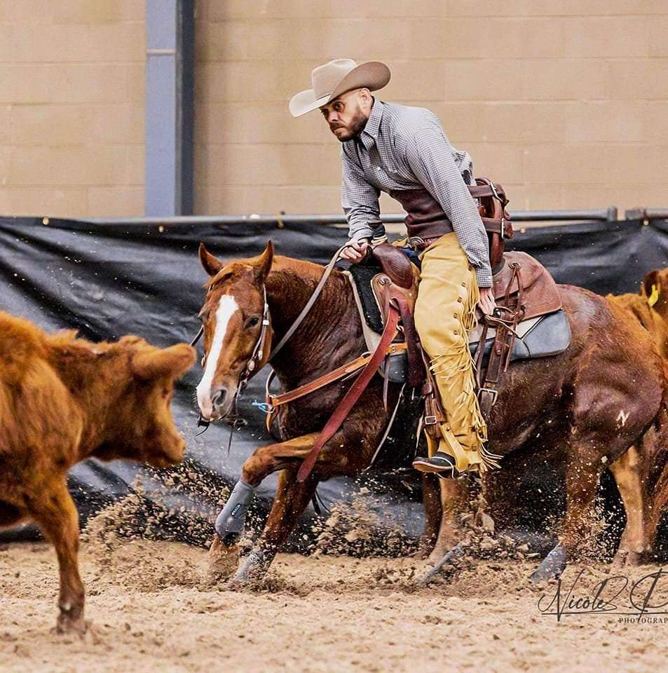 Essays on breaking smiths quarter horse 04 image