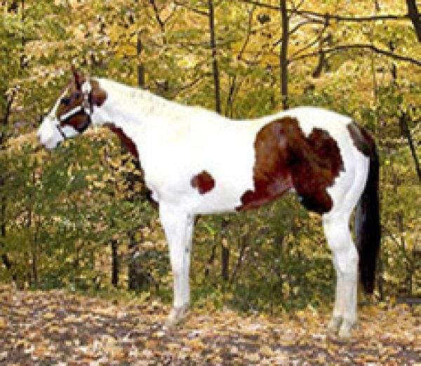 LaCount Quarter Horses & Paints on EquineNow