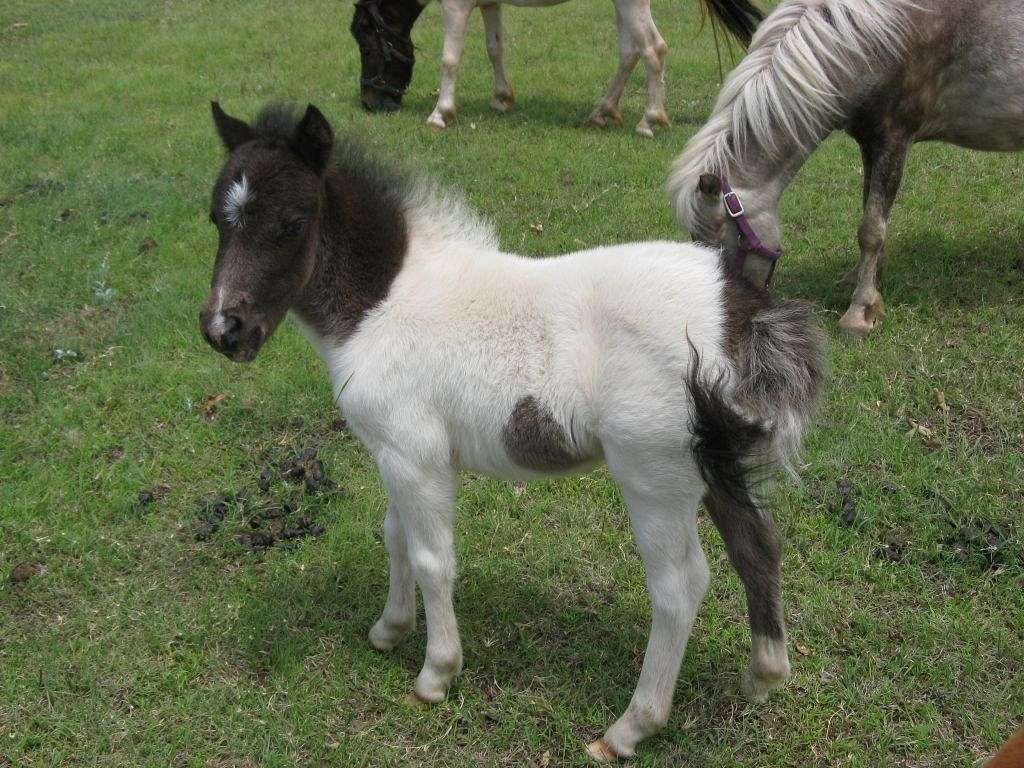 Franklins Miniature Horse Farm on EquineNow