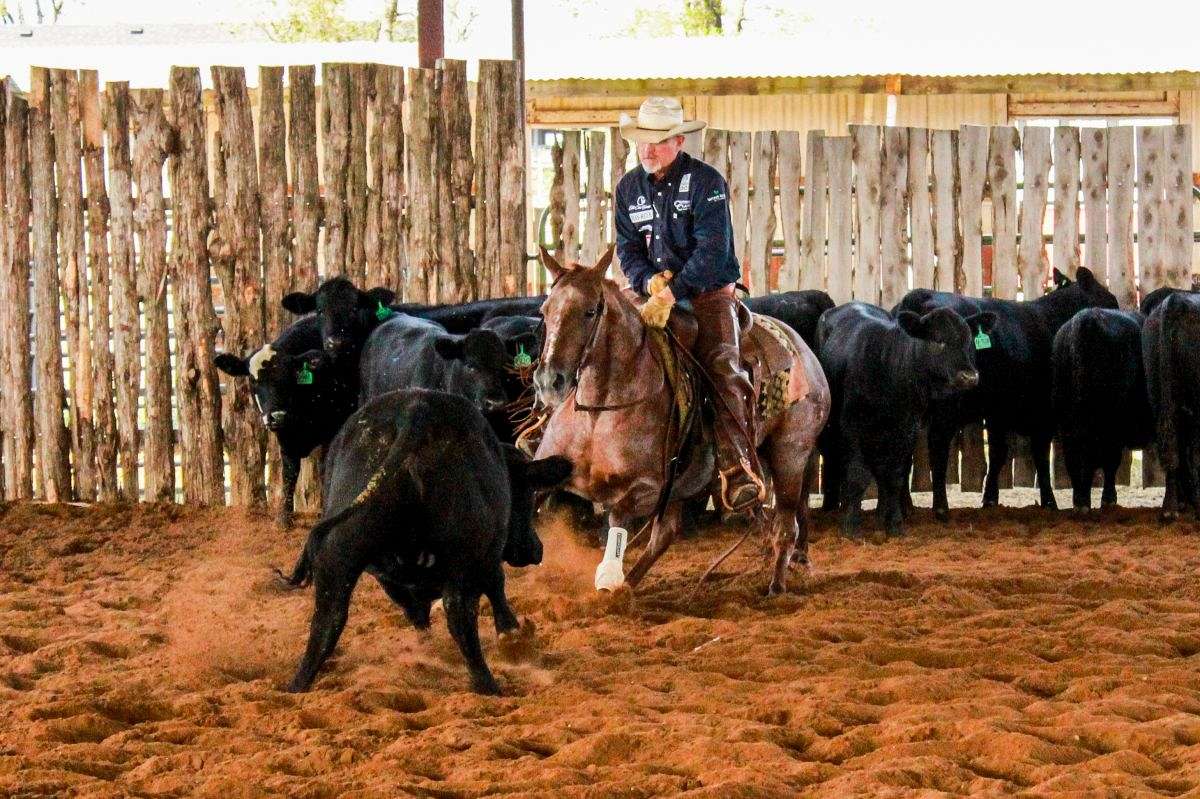 L S Horse Company on EquineNow