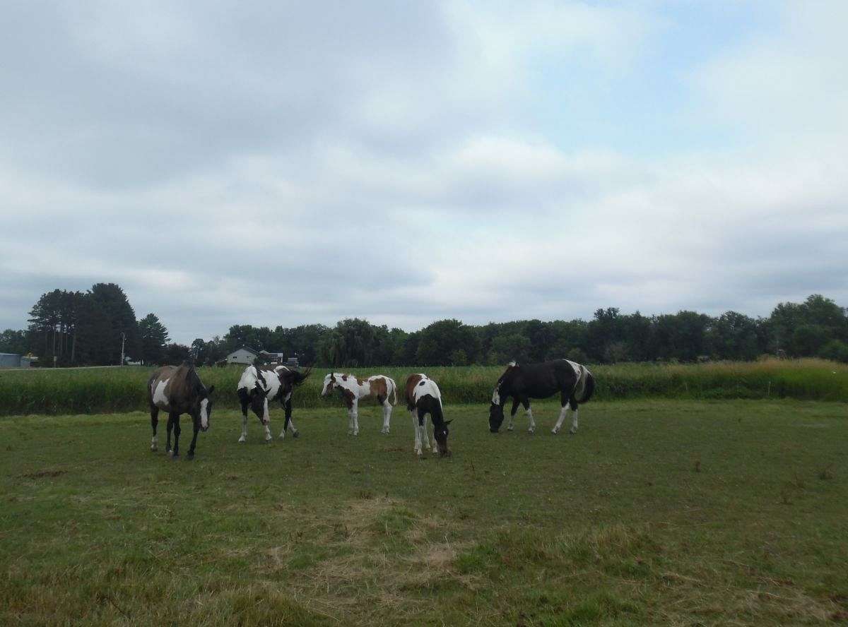 What is the title of this picture ? Denman Paint & Quarter Horses on EquineNow