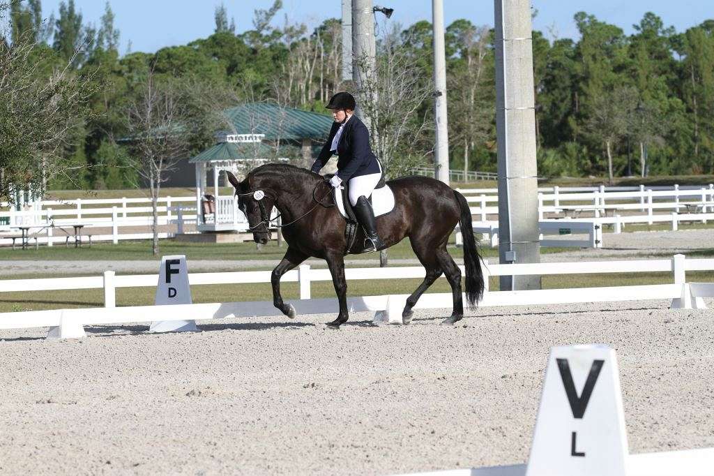 True North Equestrian Center on EquineNow