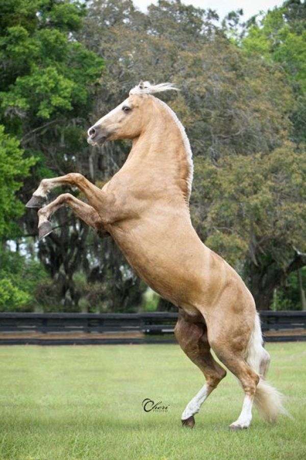 Paint Pony For Sale In Florida Paint Pony For Sale In Florida