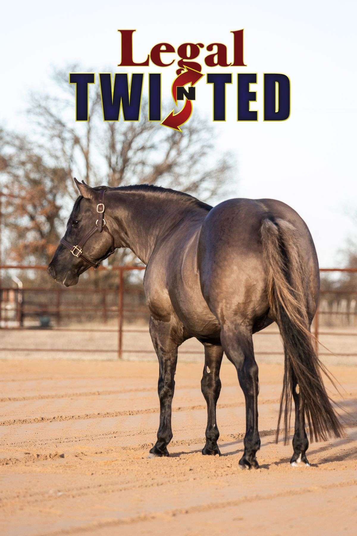 7HL Quarter Horses on EquineNow