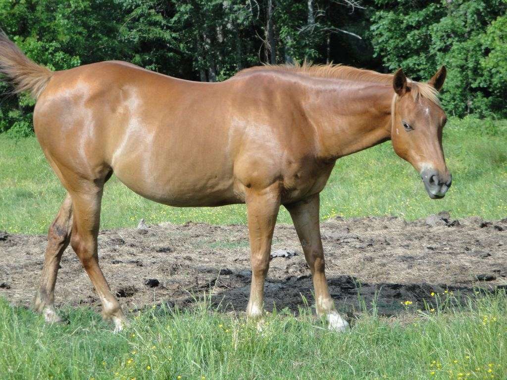 Cross K Quarter horses on EquineNow