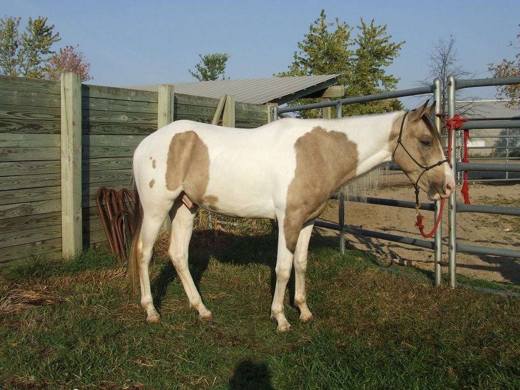 Pinewood Farms Paint Horses on EquineNow