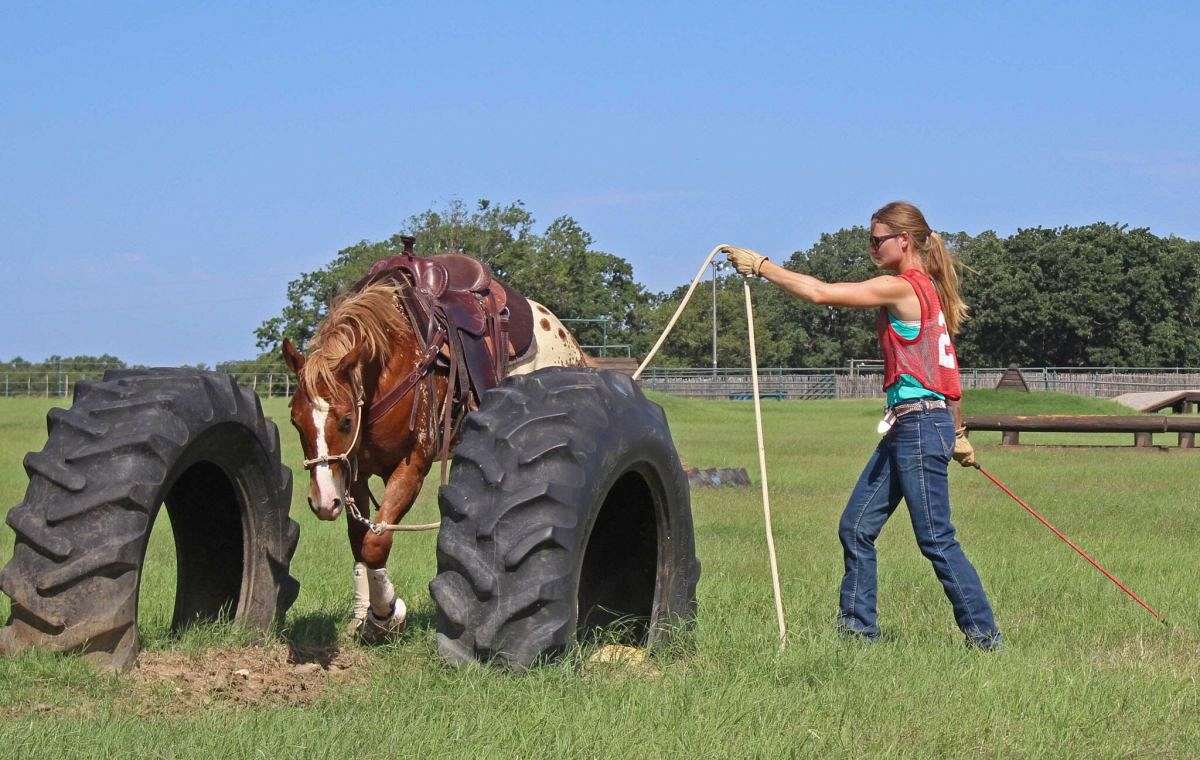 Foundation First Horse Company on EquineNow