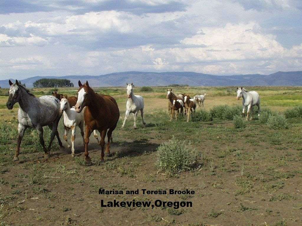 MT Appaloosas and Quarter horses on EquineNow