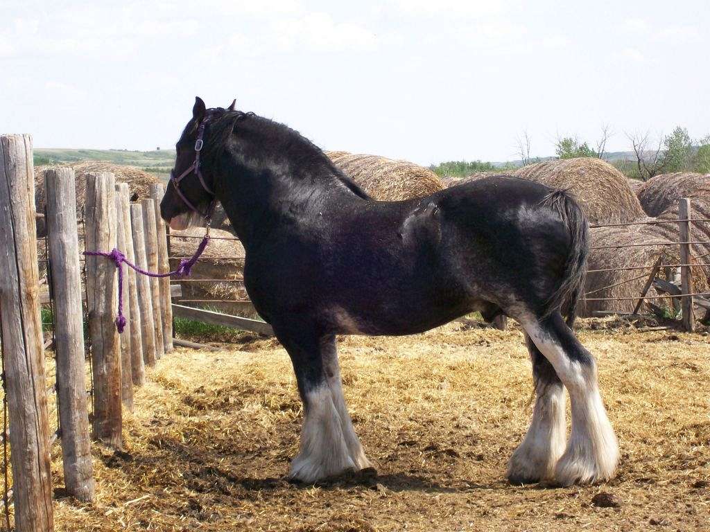 Battle River Ranch Amethyst Clydesdales on EquineNow