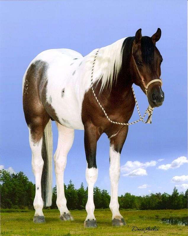 Slipher Performance Horses on EquineNow