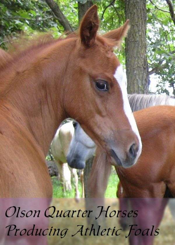 Olson Quarter Horses on EquineNow