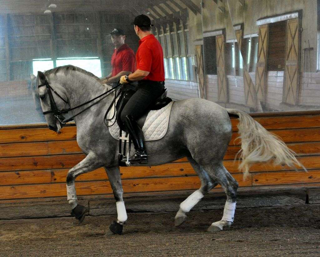 Travel Trailers For Sale In Pa >> Timothy Mellott Dressage on EquineNow Travel Trailers For Sale In Pa >> Timothy Mellott Dressage on EquineNow