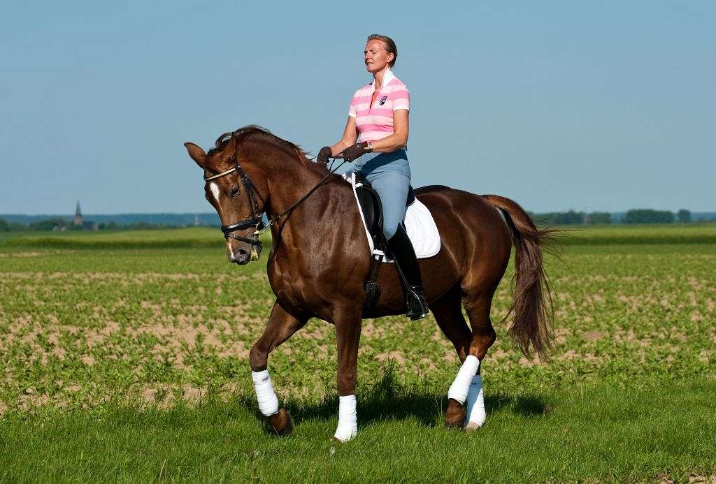 Nicole Janssen Dressage on EquineNow