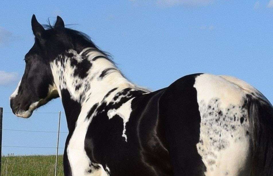 J J Paints and Quarter Horses LLC on EquineNow