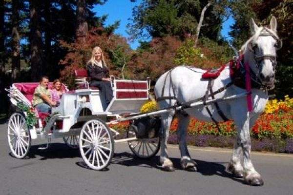 tally ho carriage tours