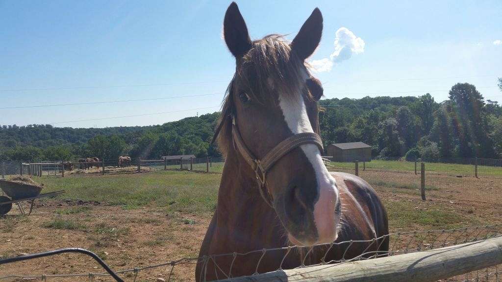 Omega Horse Rescue and Rehabilitation Center on EquineNow