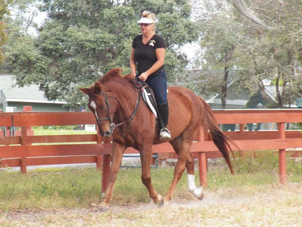 SUNSET RIDING STABLES.....ADULT HORSE BOARDING on EquineNow