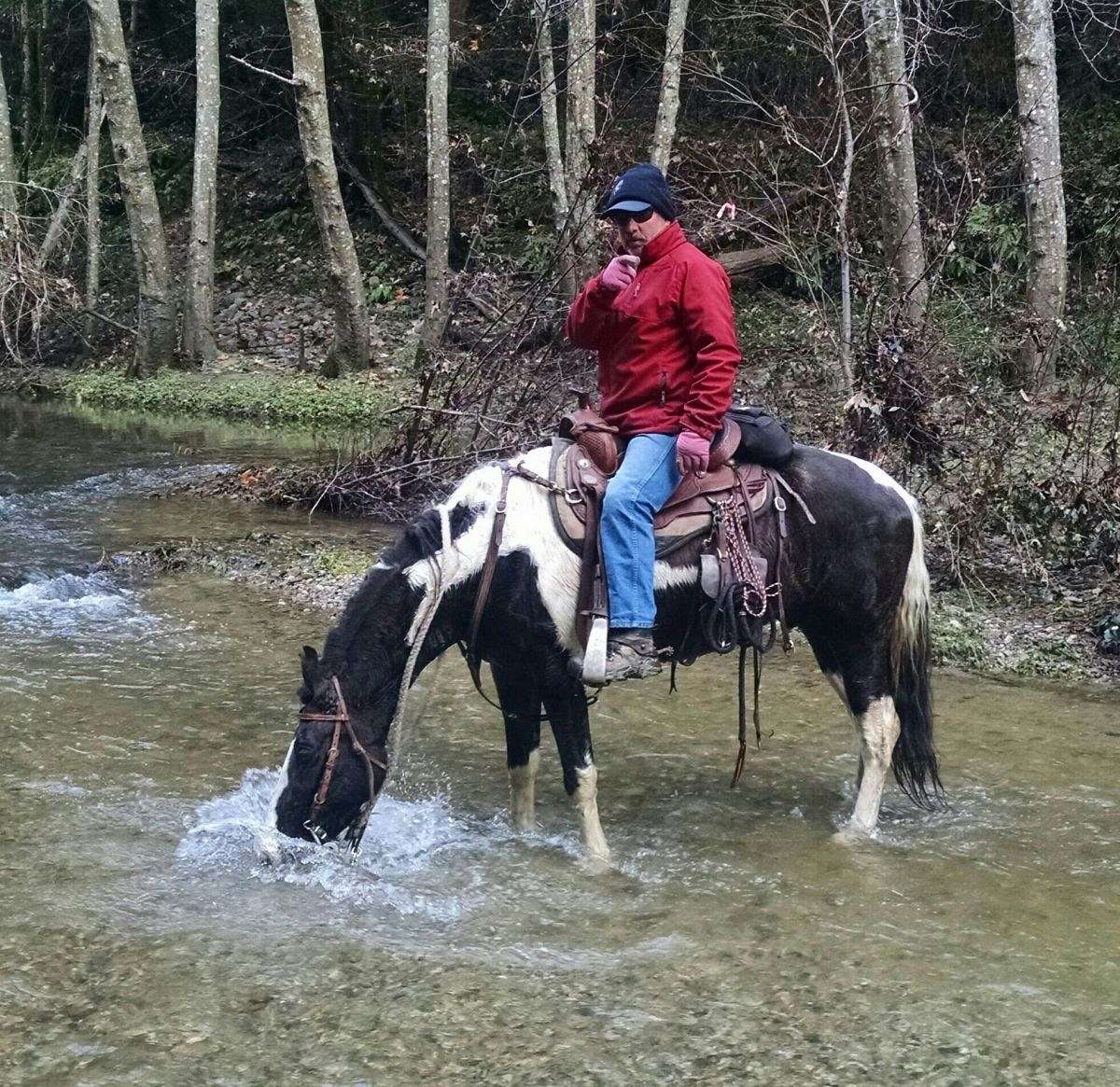 Gaited Pleasure Horses on EquineNow