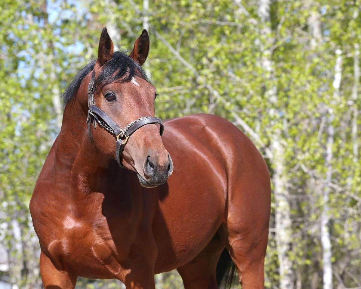 Blaze of Glory Sport horses on EquineNow