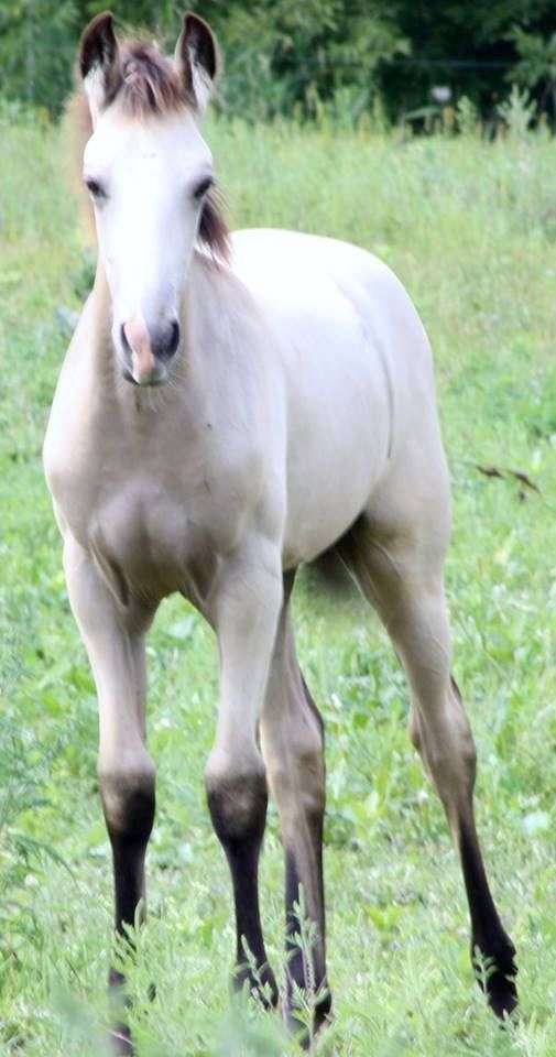 Prays Golden Gaits Tennessee Walking Horses on EquineNow