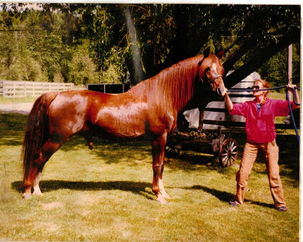 Dancing Horses on EquineNow