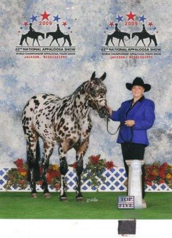 Star Equine and Appaloosas on EquineNow