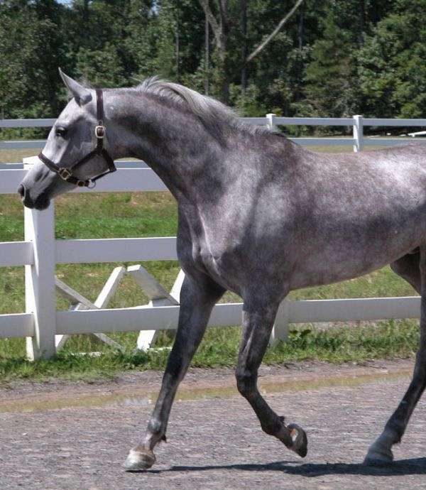 Horse Farm Grey Mar Arabians on EquineNow