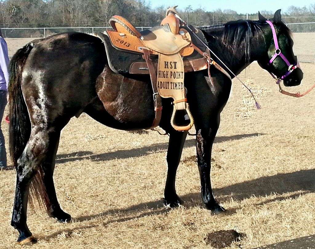 KTM Farms on EquineNow