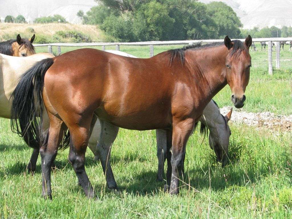 Many Ponies Ranch Salmon Idaho on EquineNow