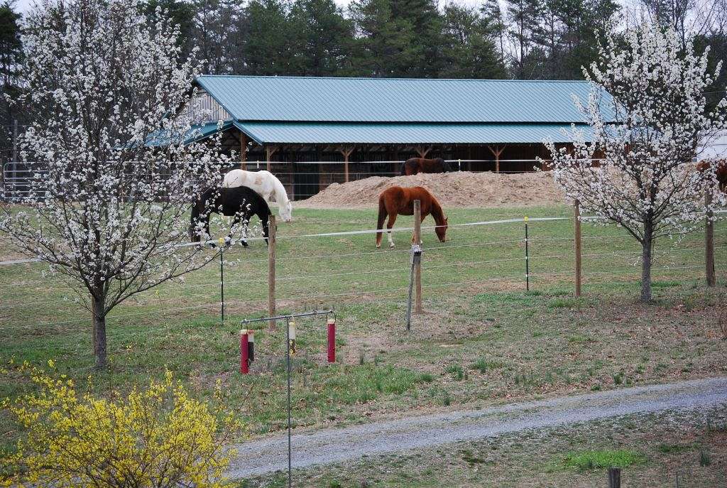 Horse Farm Spiel
