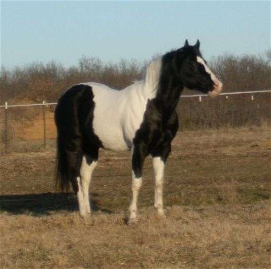 Quality Black And White Paint Horses On Equinenow