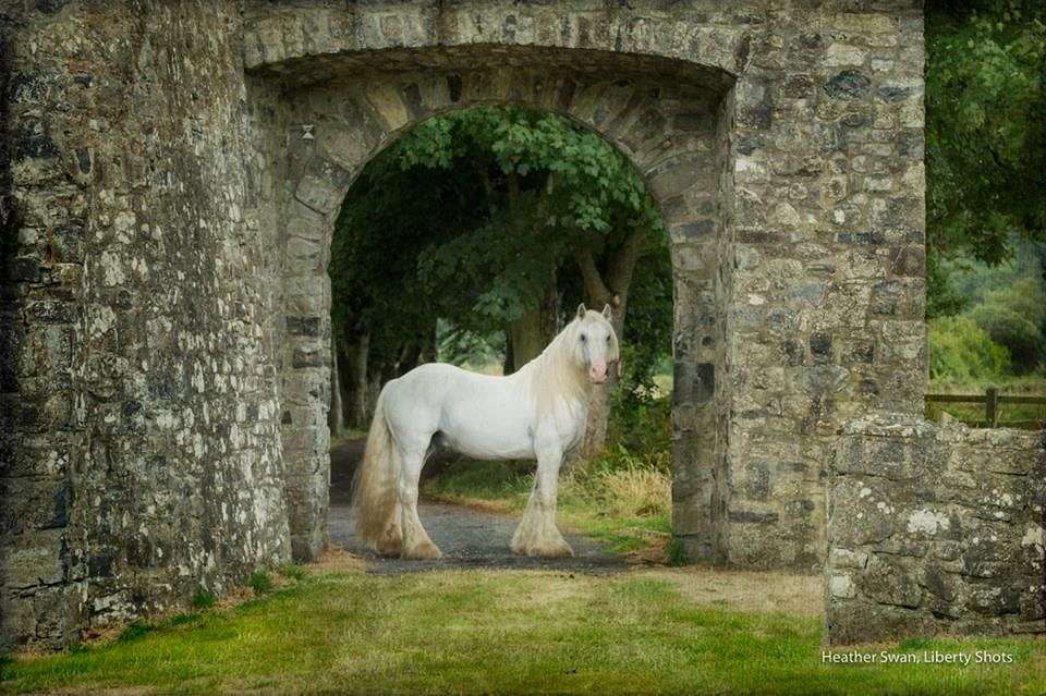 Eden Valley on EquineNow