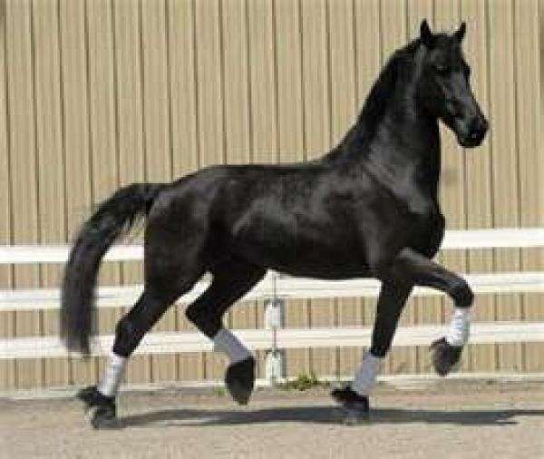 Yellow Rose Farm on EquineNow