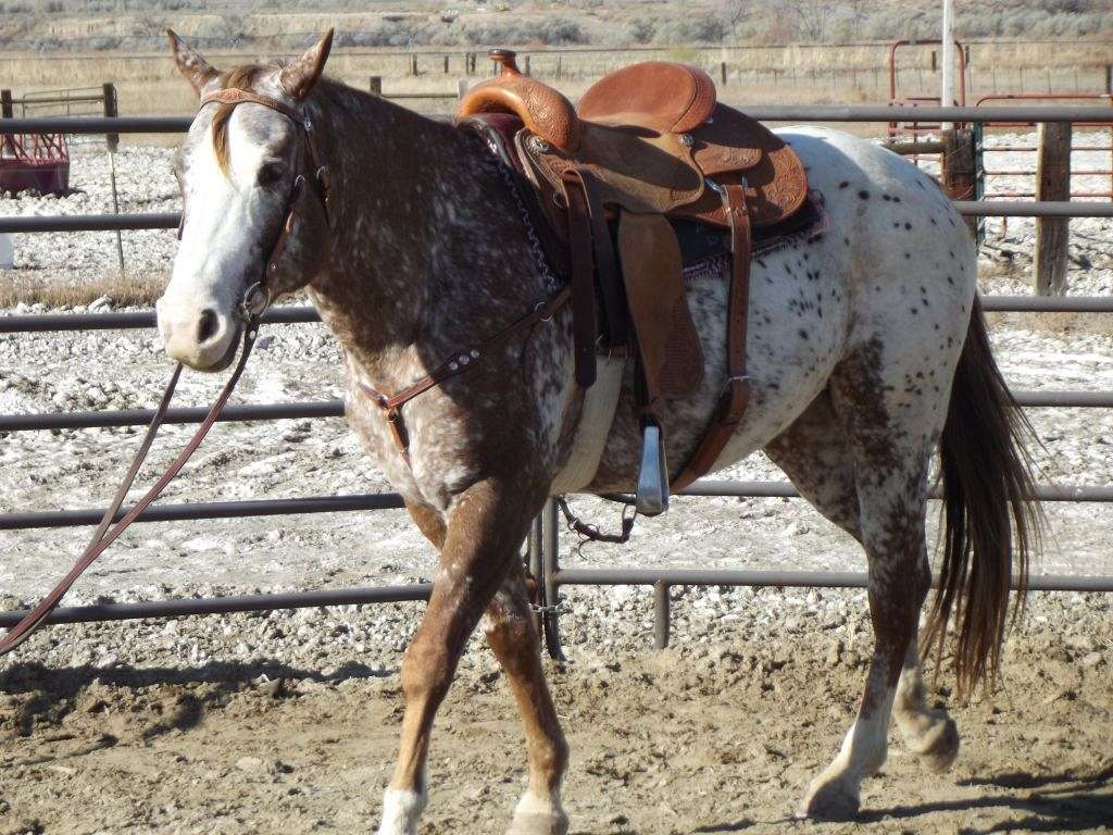 C Bar K Stables, Dunnellon, FL on EquineNow