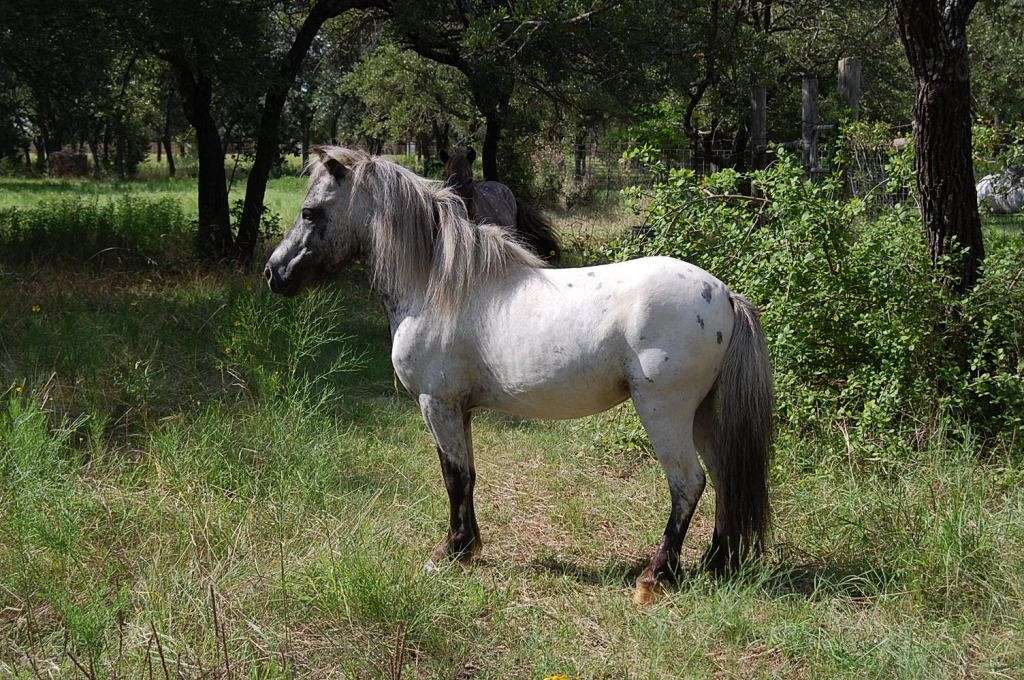 Confetti Farms Miniature Horses on EquineNow