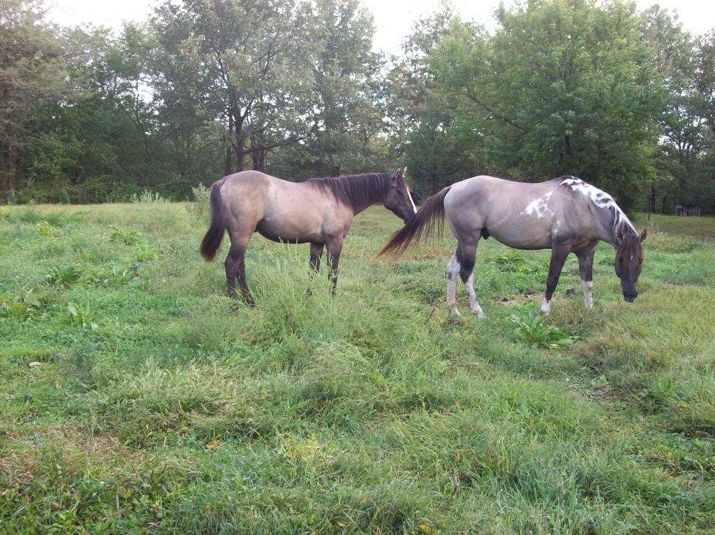 DIAMOND T HORSES on EquineNow