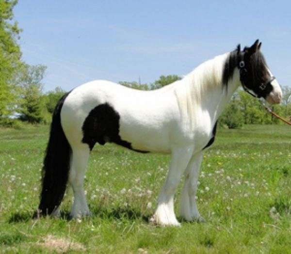 Cute Gypsy Vanner horses for adoption on EquineNow