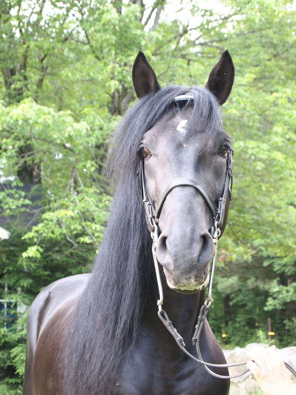 Black Horse Farm on EquineNow