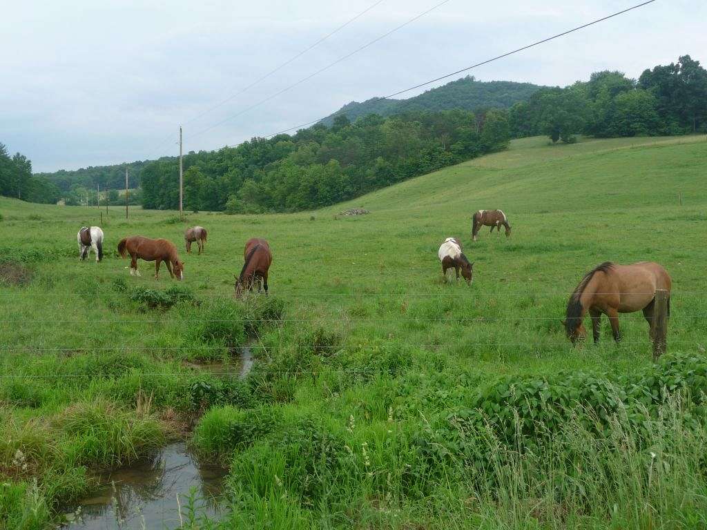 Mountain Springs Farm on EquineNow