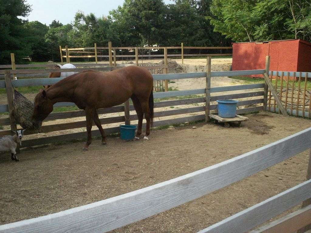 WILD WEST FARMS on EquineNow